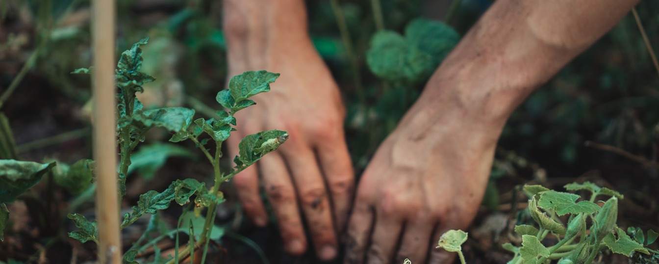 Planting in Garden